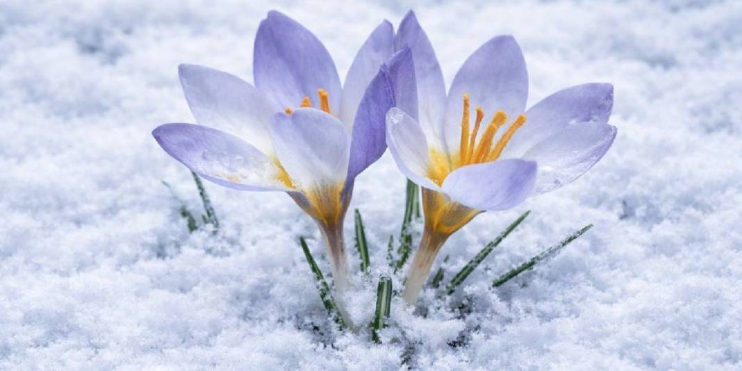 Dünyada Kocaeli’nden başka bir yerde yetişmiyor: Sabah erkenden peşine düştüler 2